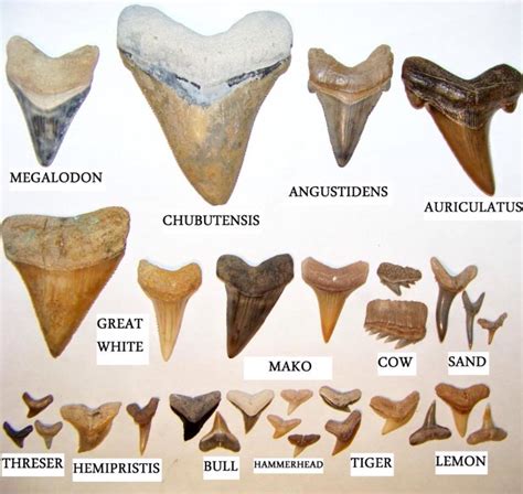 pictures of sharks teeth identification.